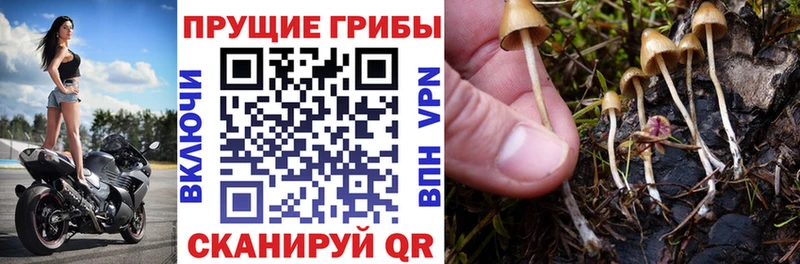 Псилоцибиновые грибы Psilocybine cubensis  где купить наркоту  МЕГА вход  Болотное 
